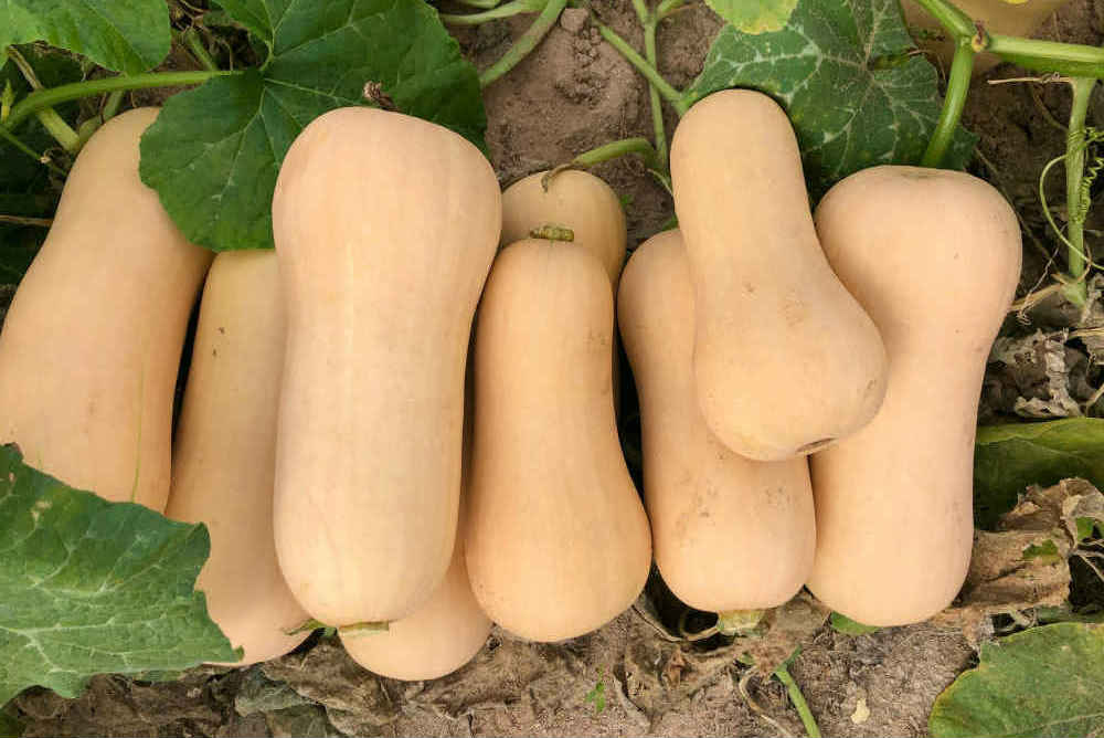 butternut-hard-squash-farm