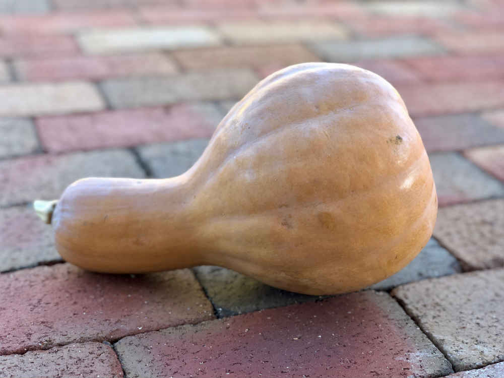 Butternut Squash Native to Sonora